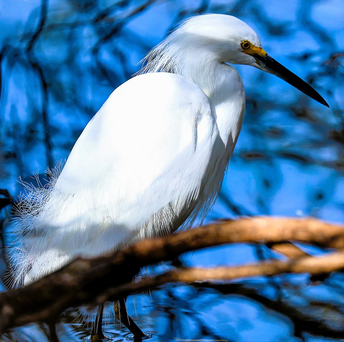 Snowy Egret - ML647741408