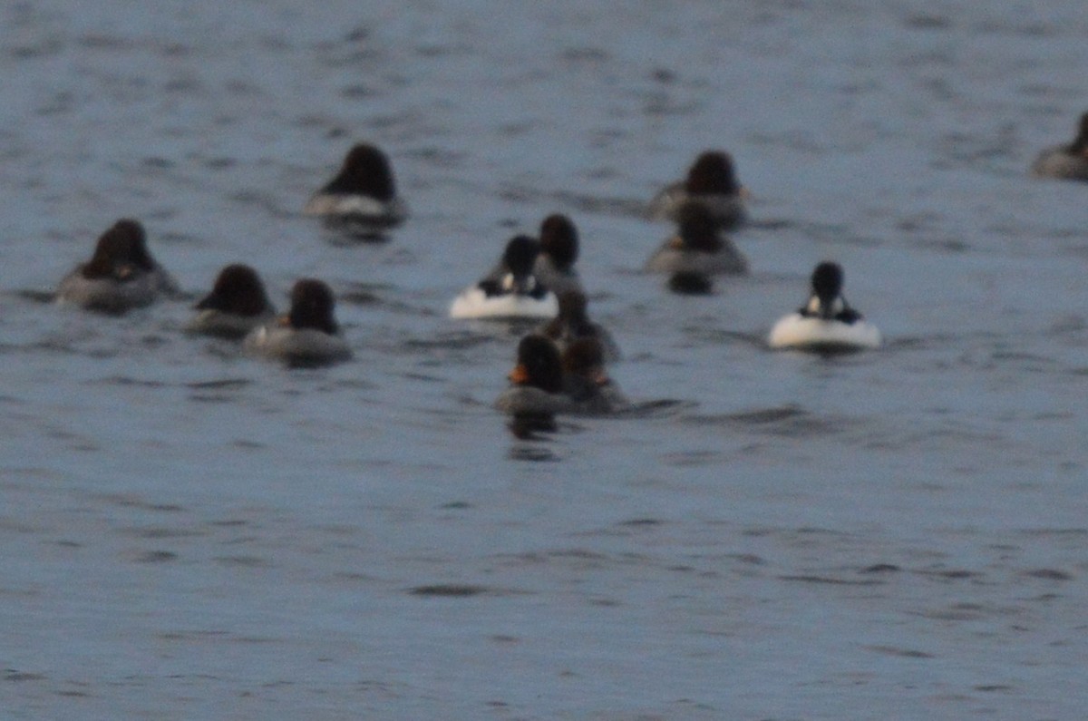 キタホオジロガモ - ML647741413