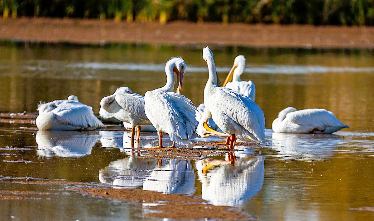American White Pelican - ML647741422