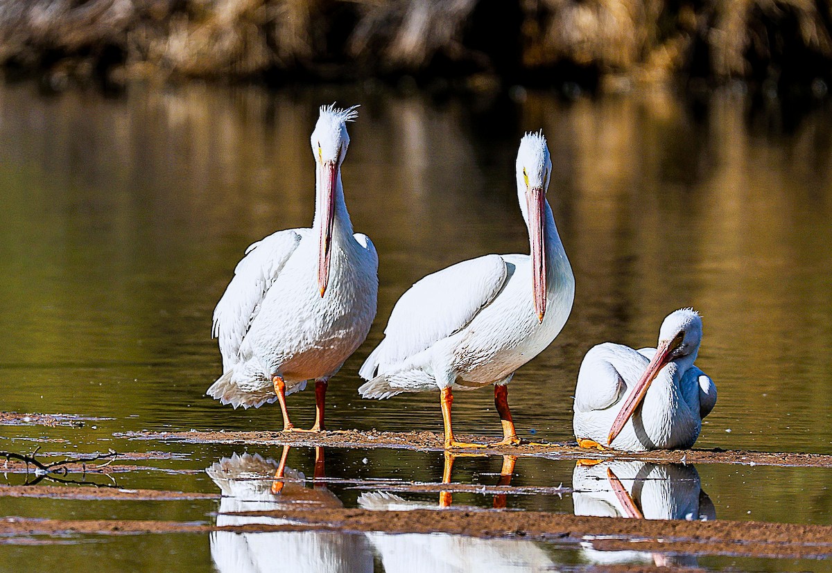 American White Pelican - ML647741423