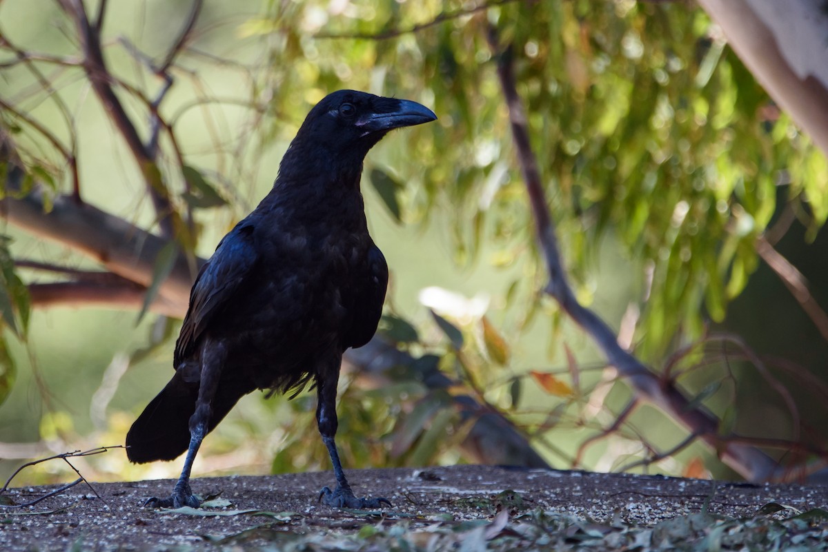 Common Raven - ML647741436