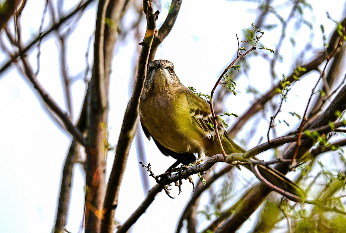 Northern Mockingbird - ML647741457