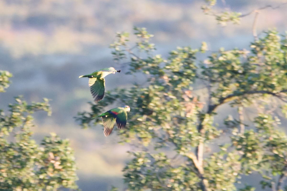 Lilac-crowned Amazon - ML647741463