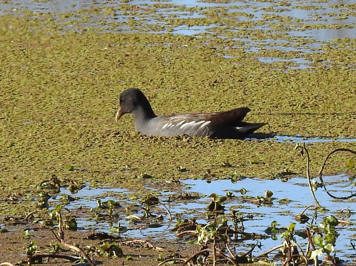 Американская камышница - ML647741464