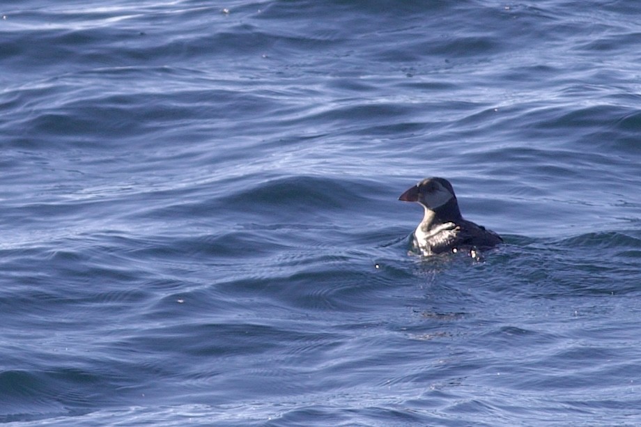 ニシツノメドリ - ML647741478