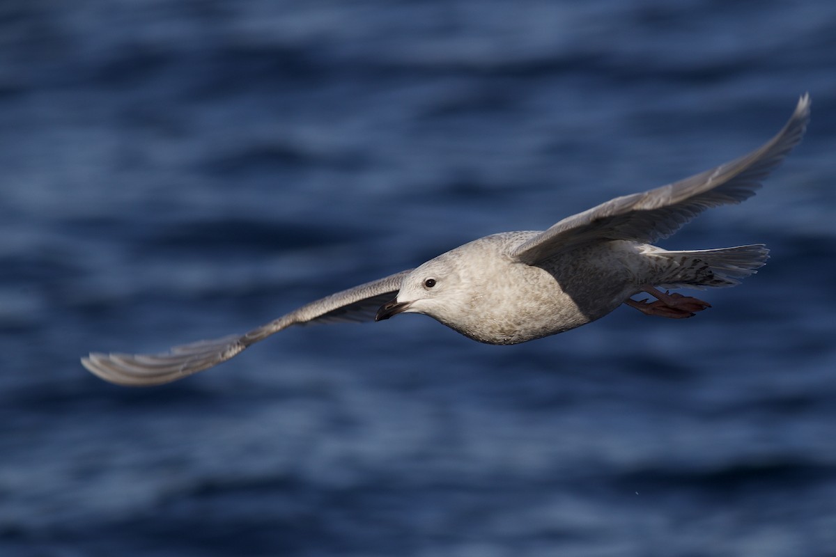 アイスランドカモメ - ML647741485