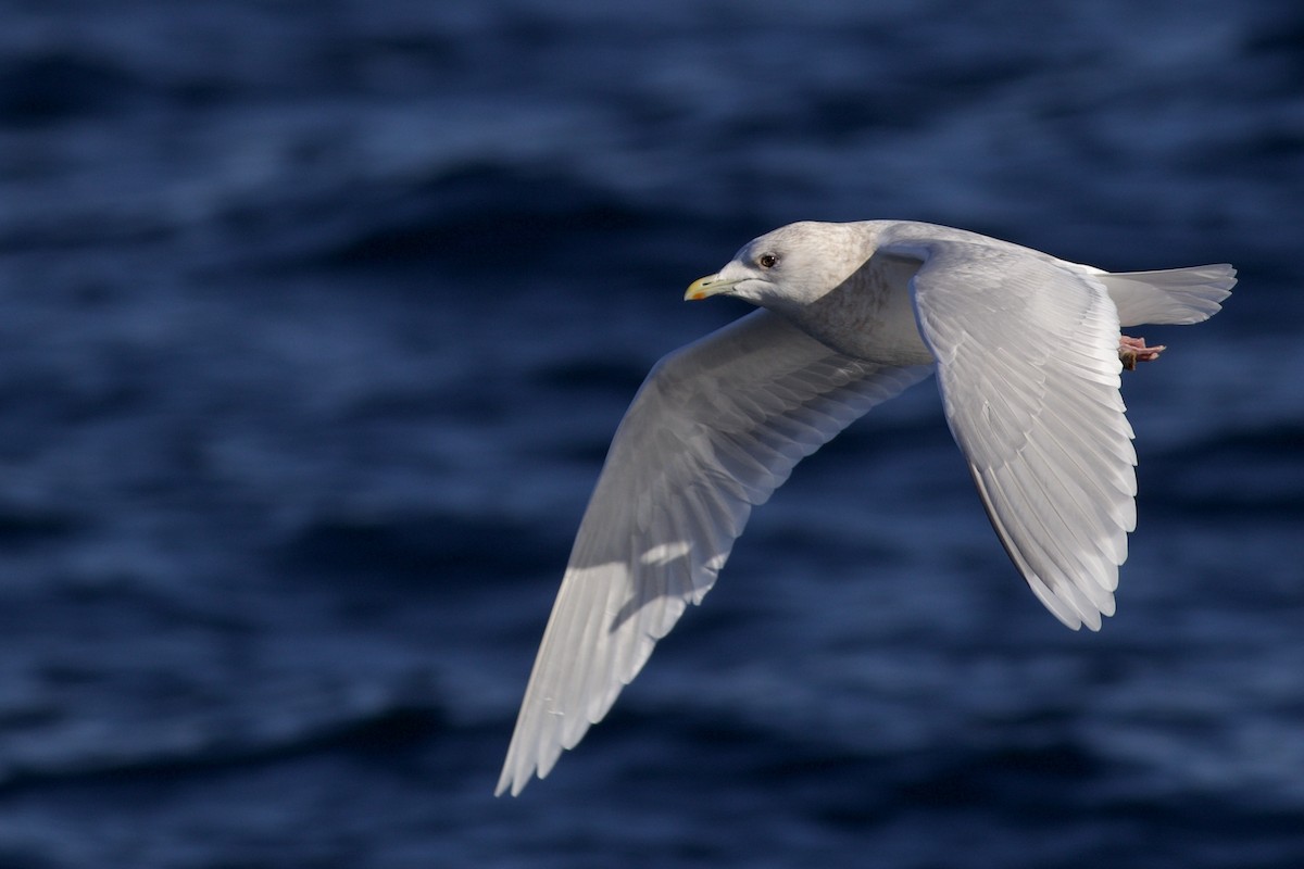 アイスランドカモメ - ML647741486