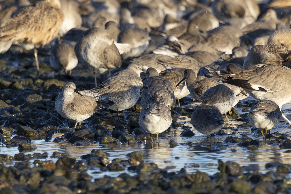 Red Knot - ML647741494