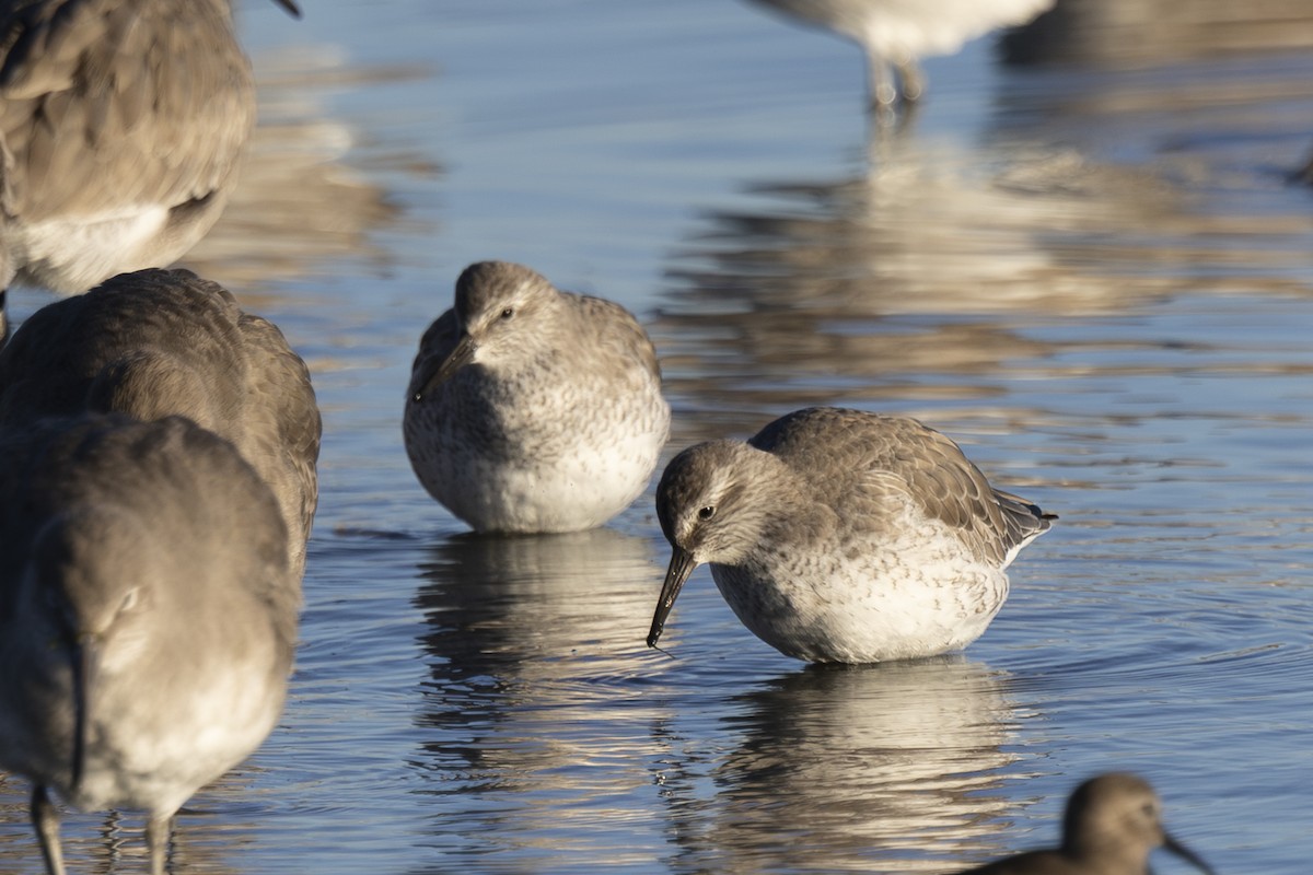 Red Knot - ML647741495
