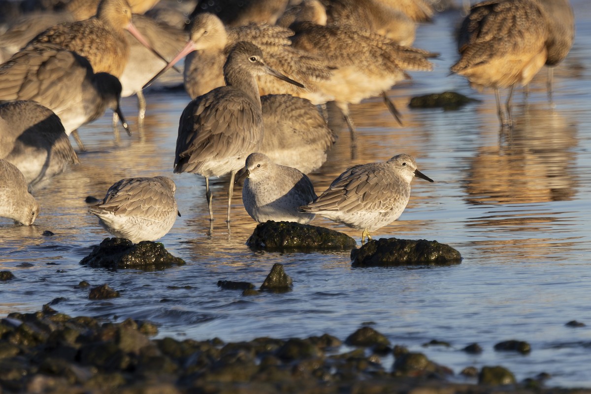 Red Knot - ML647741496