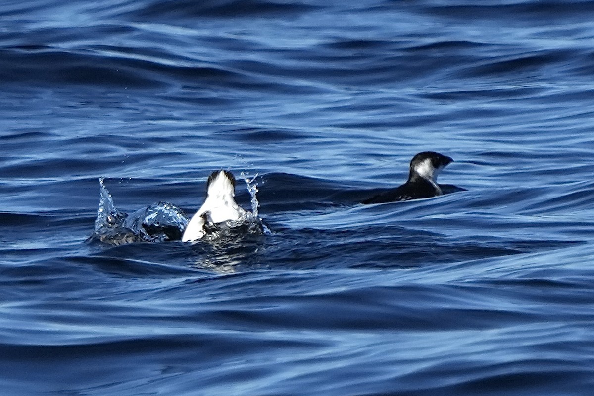 alkekonge - ML647741500