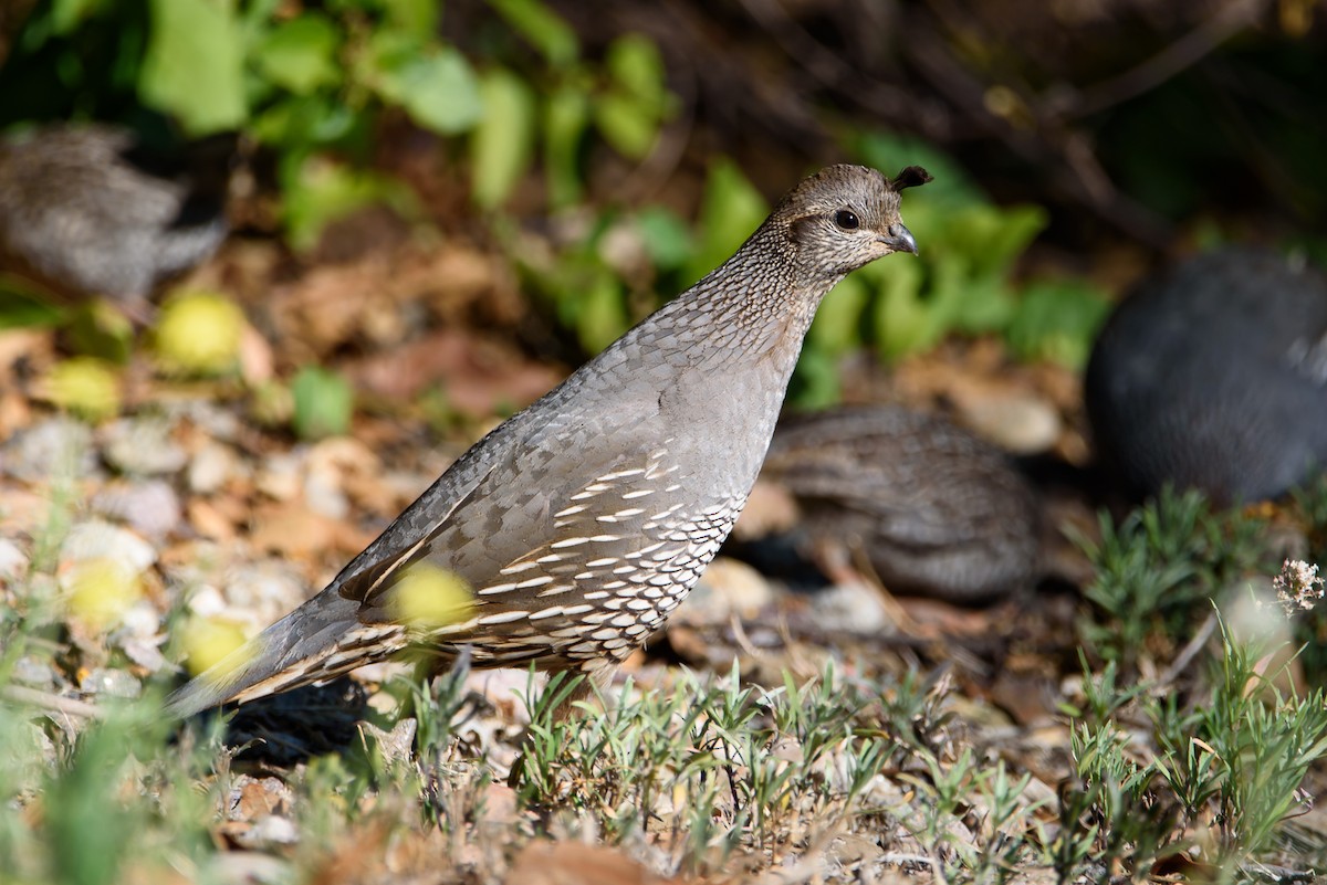 California Quail - ML647741538