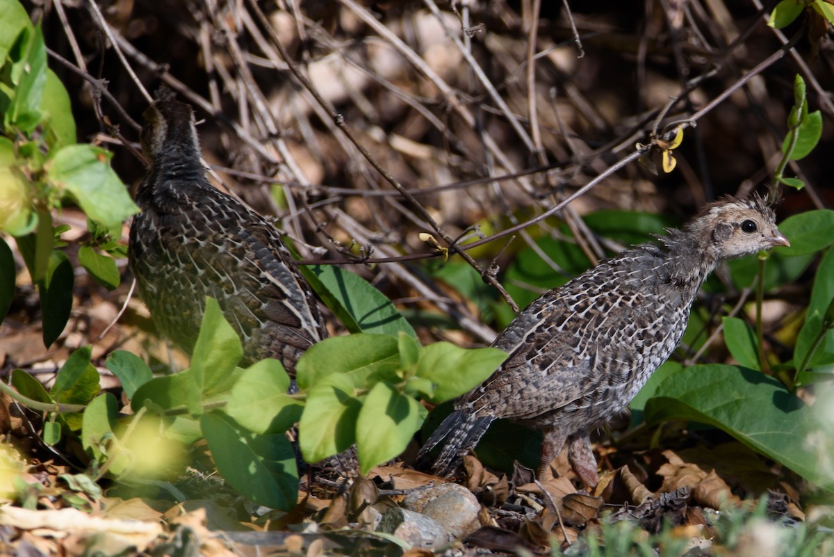 California Quail - ML647741539