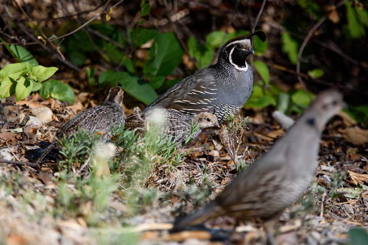 California Quail - ML647741540
