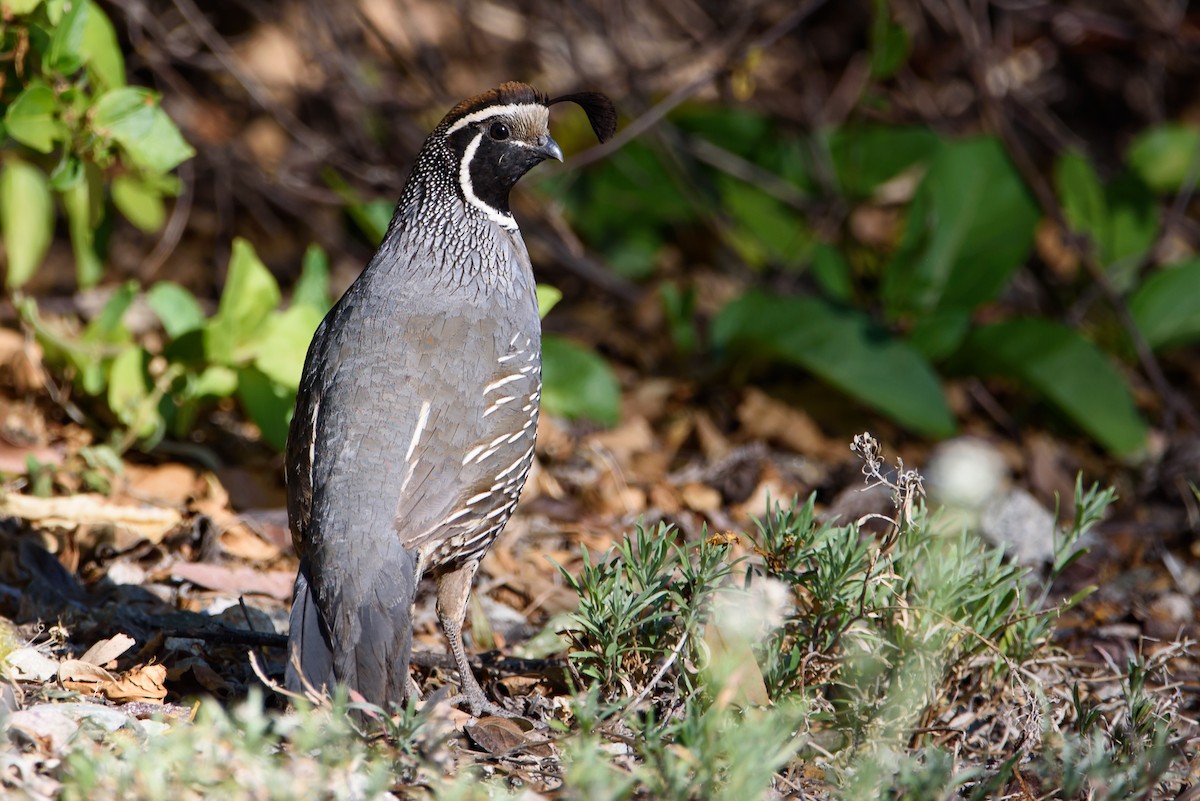 California Quail - ML647741541