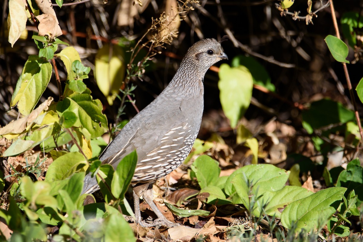 California Quail - ML647741542