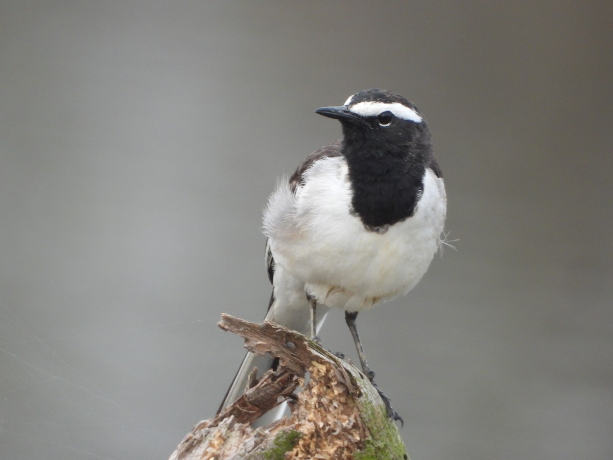 White-browed Wagtail - ML647741546