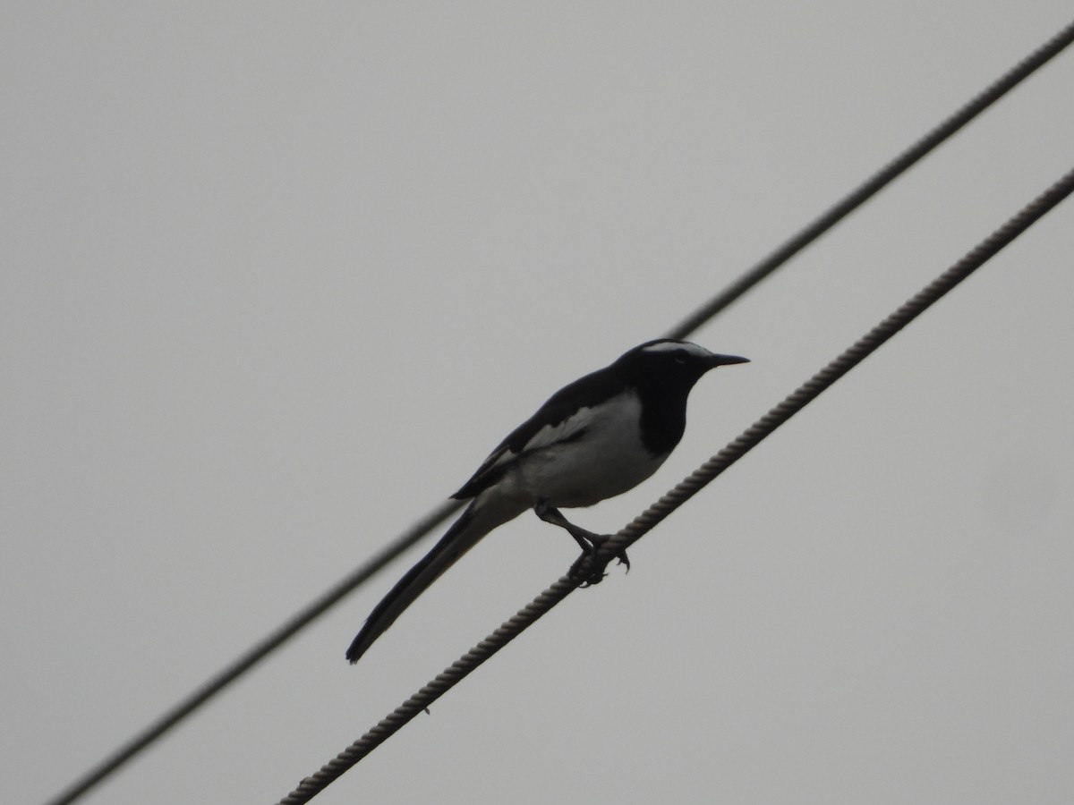 White-browed Wagtail - ML647741547