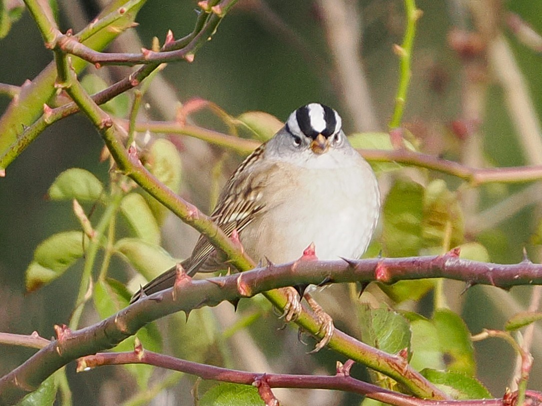 White-crowned Sparrow - ML647741589