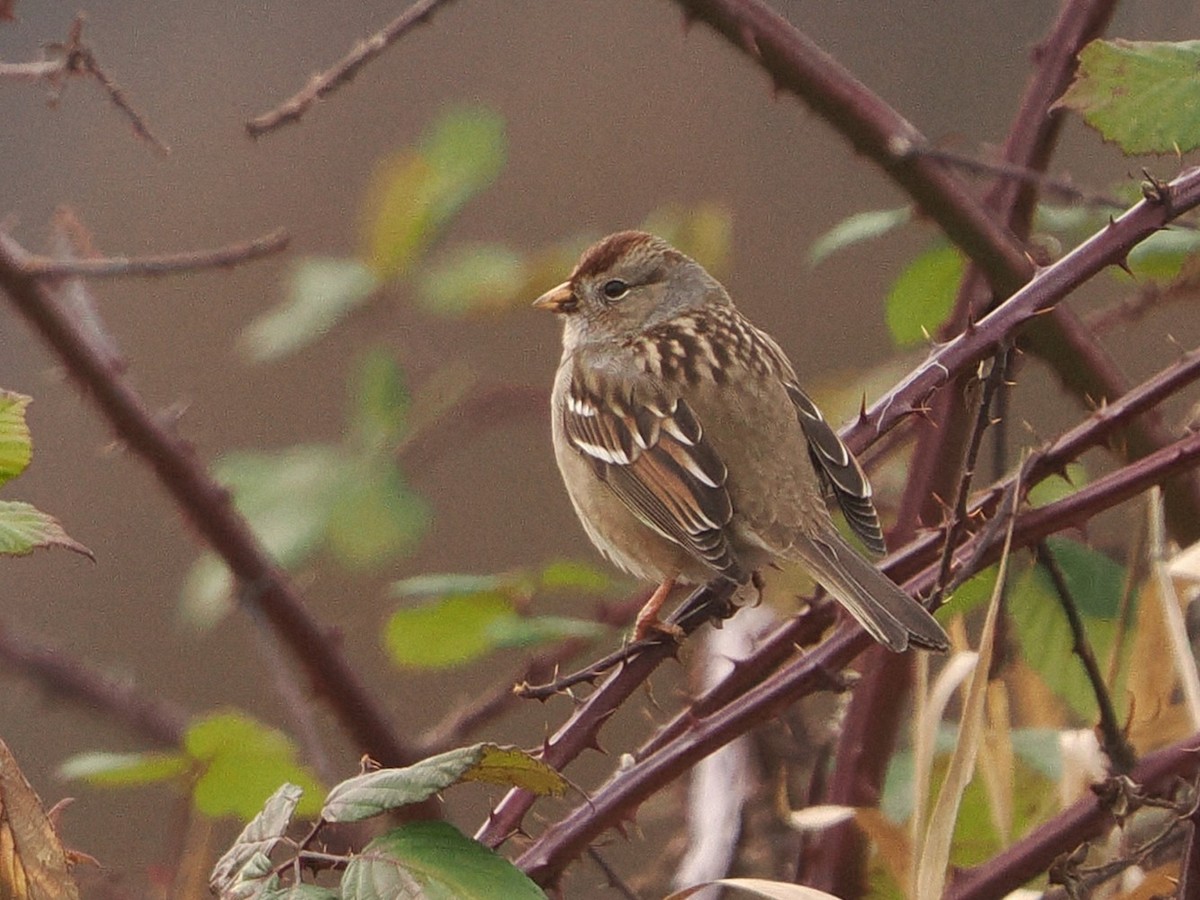 White-crowned Sparrow - ML647741590
