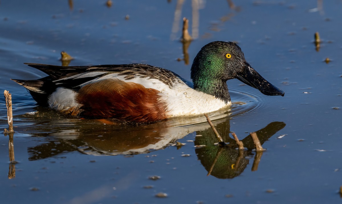 skjeand - ML647741622