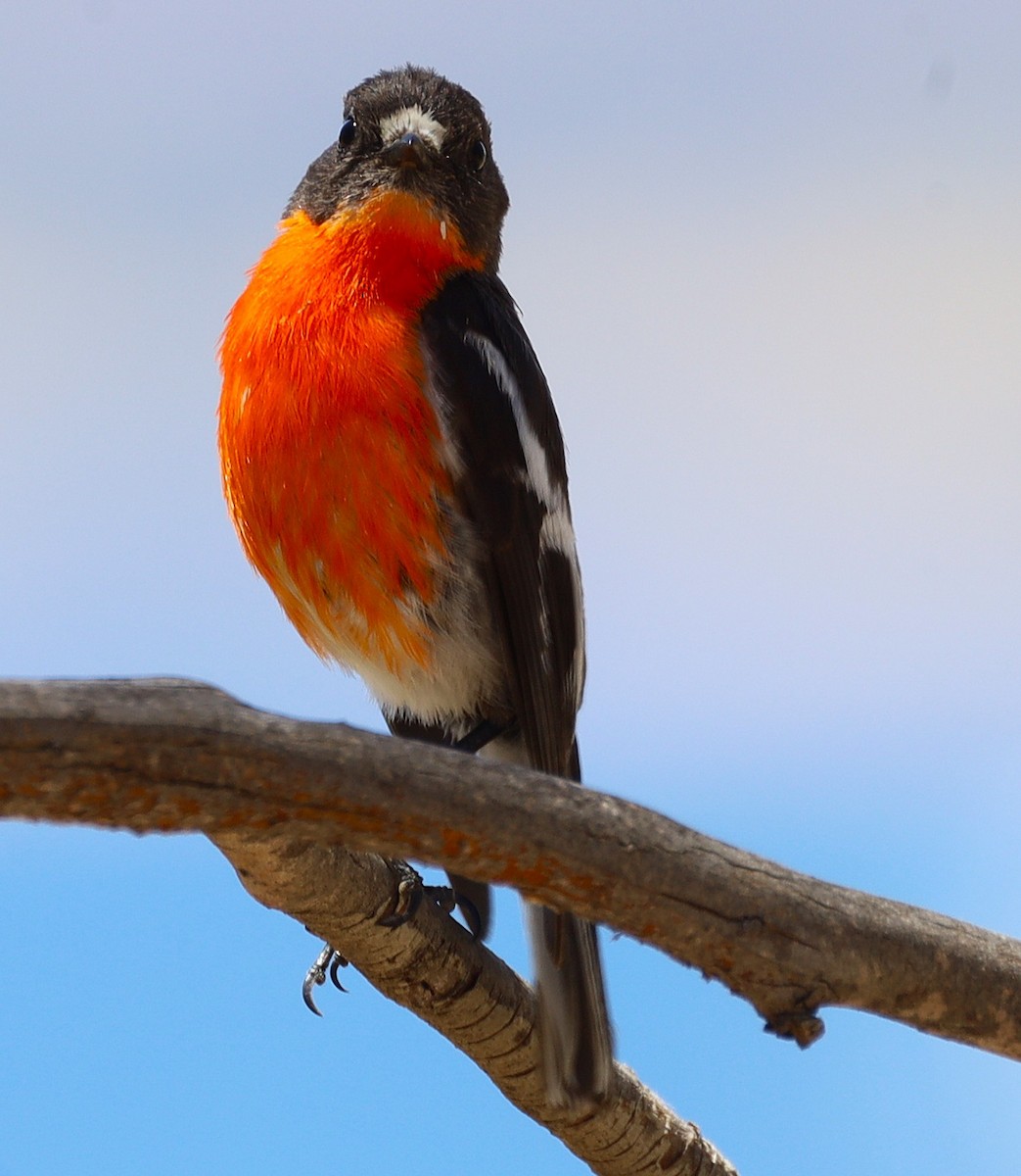 Flame Robin - ML647741676