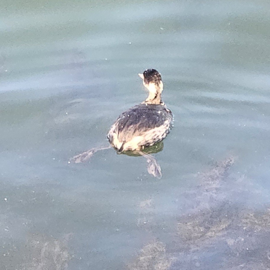 potápka černokrká - ML647741687