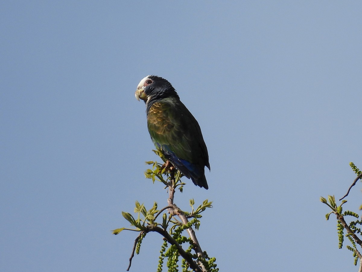 White-crowned Parrot - ML647741688