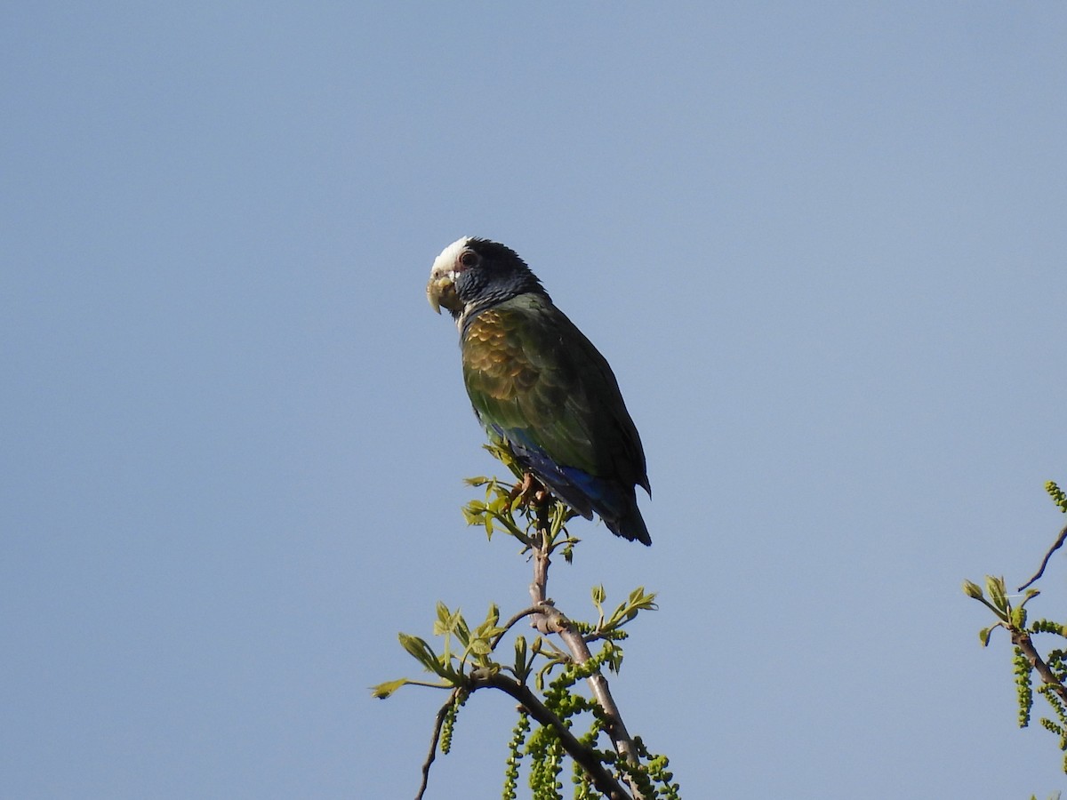 White-crowned Parrot - ML647741689