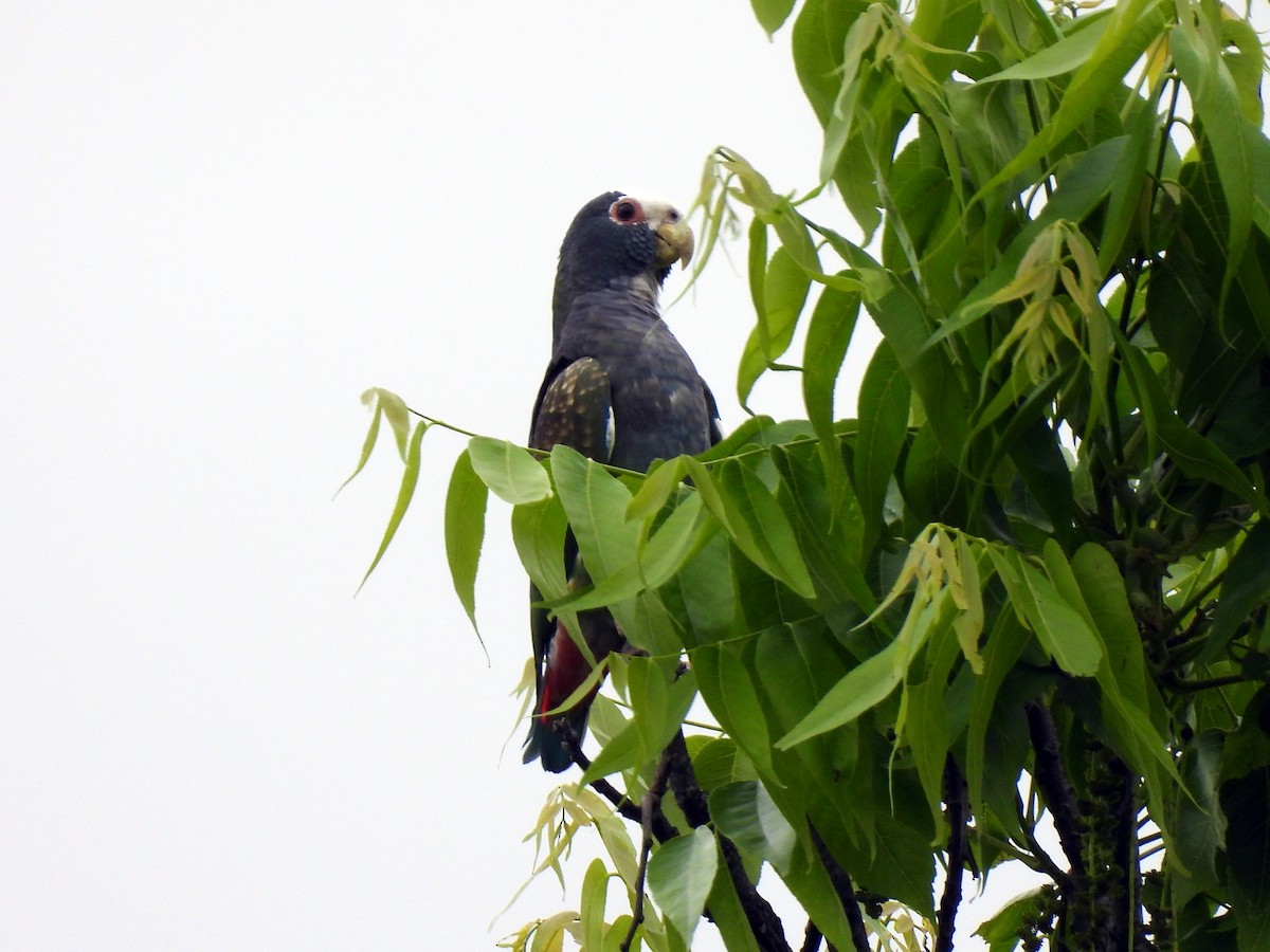 White-crowned Parrot - ML647741692