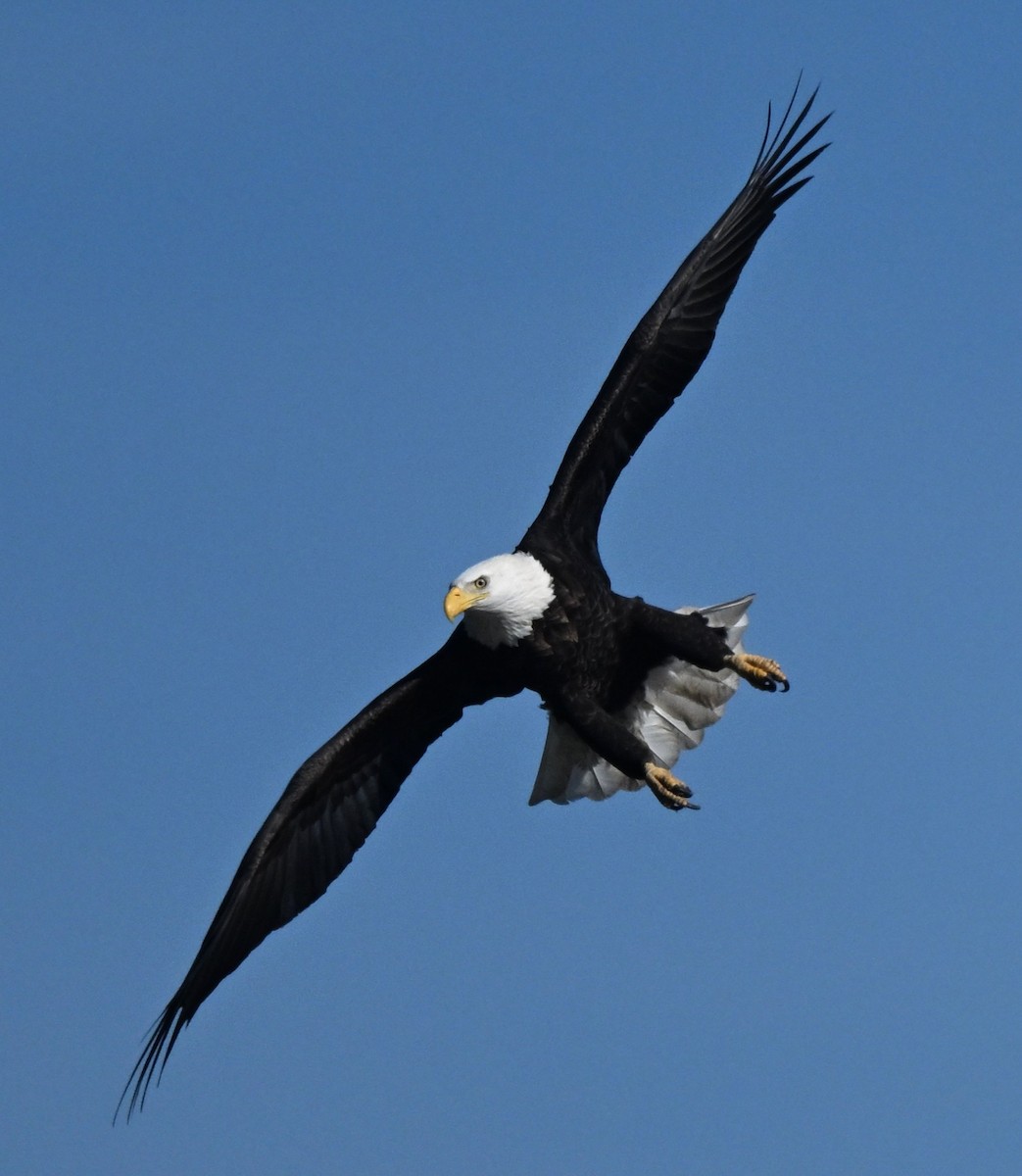 Itsas arrano buruzuria - ML647741693