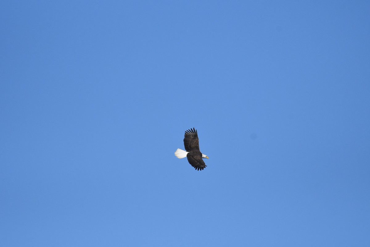 Itsas arrano buruzuria - ML647741698