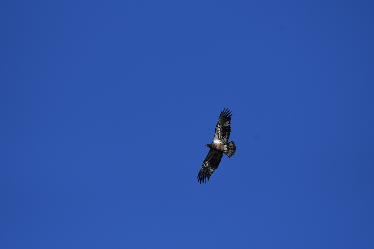 Itsas arrano buruzuria - ML647741699