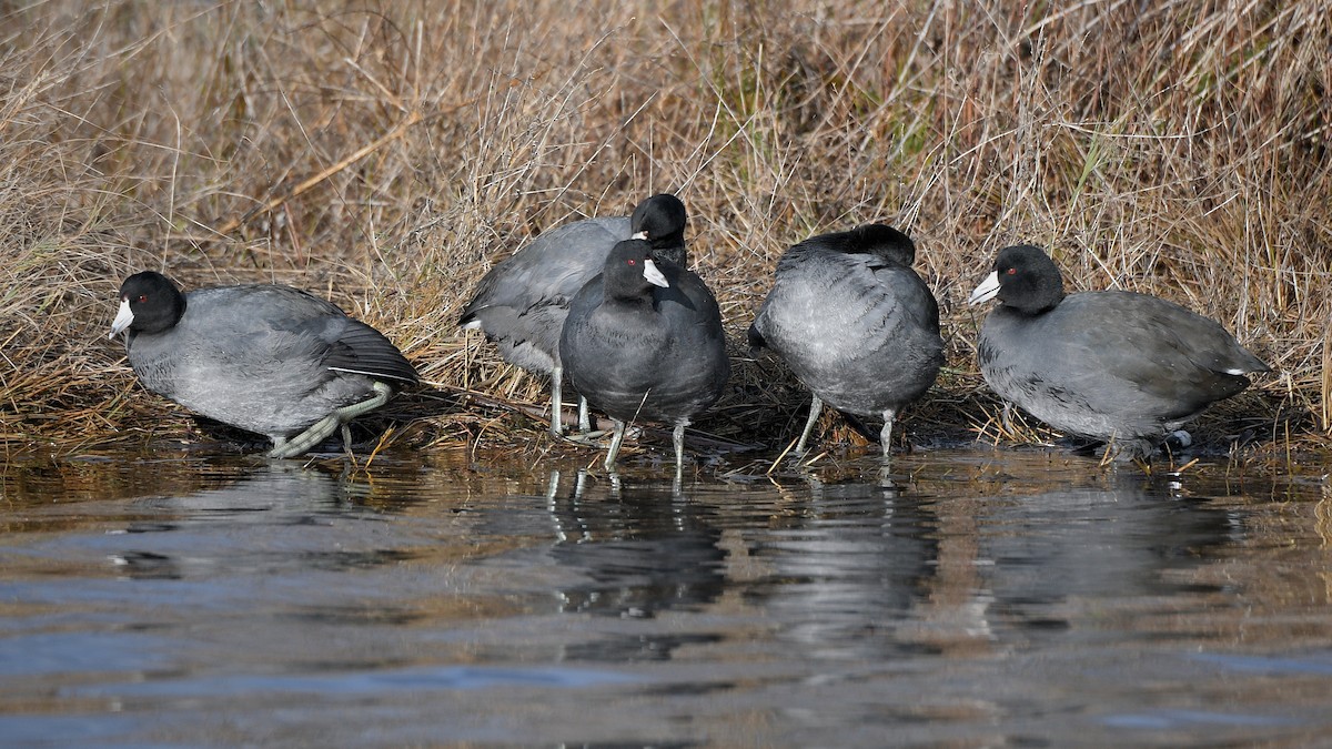 Foulque d'Amérique - ML647741717