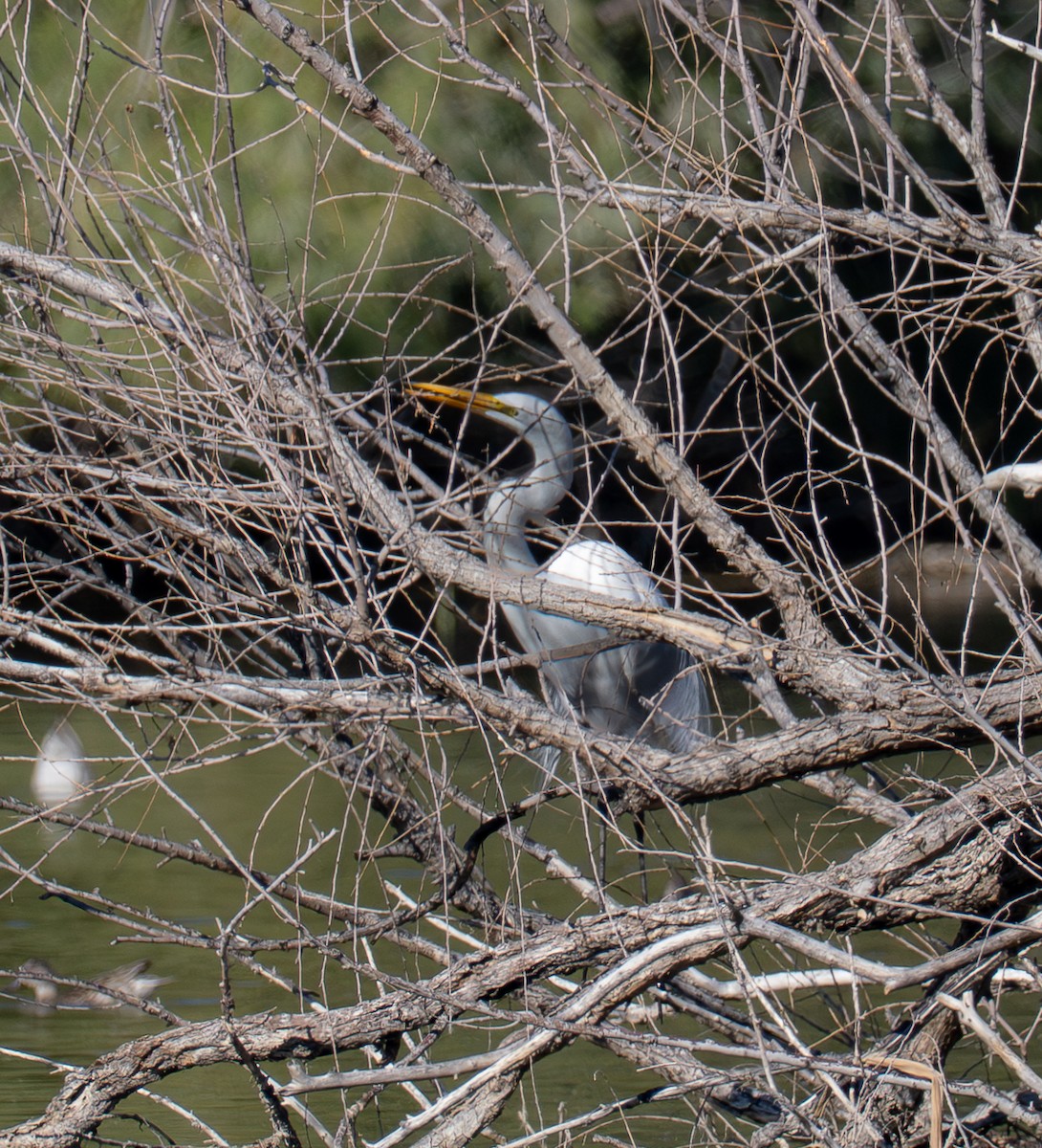 volavka bílá - ML647741721