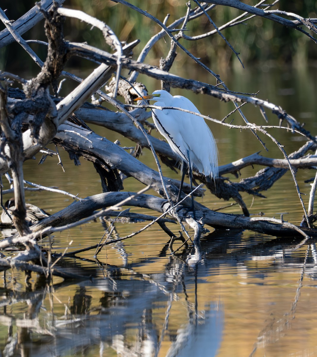 volavka bílá - ML647741722