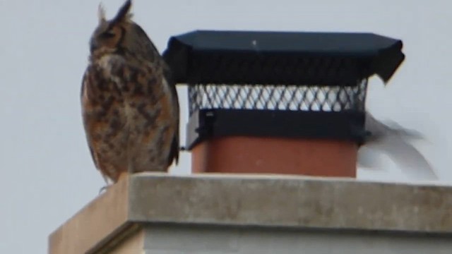 Great Horned Owl - ML647741727