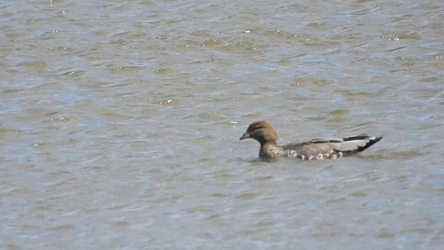 Maned Duck - ML647741732