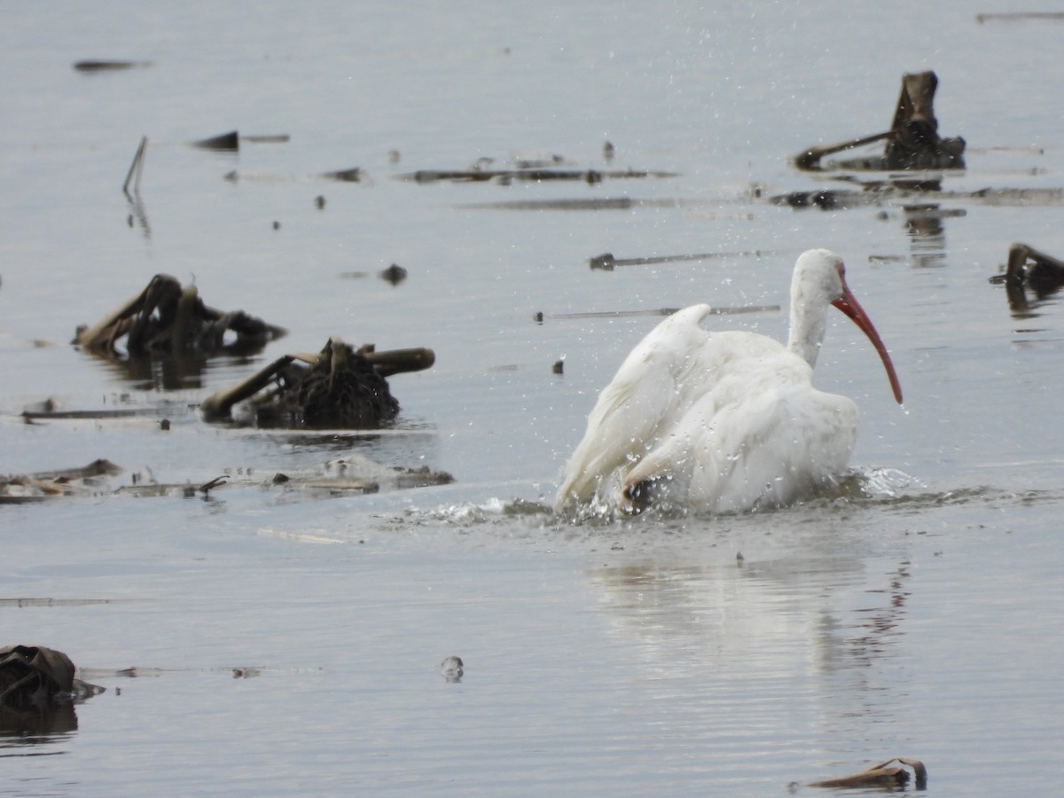 Corocoro Blanco - ML647741733