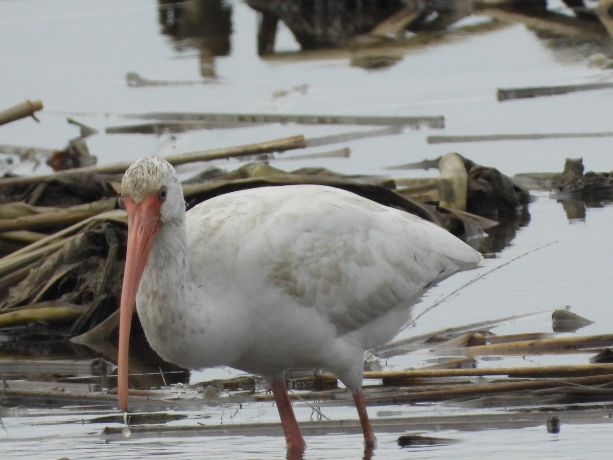 Corocoro Blanco - ML647741734