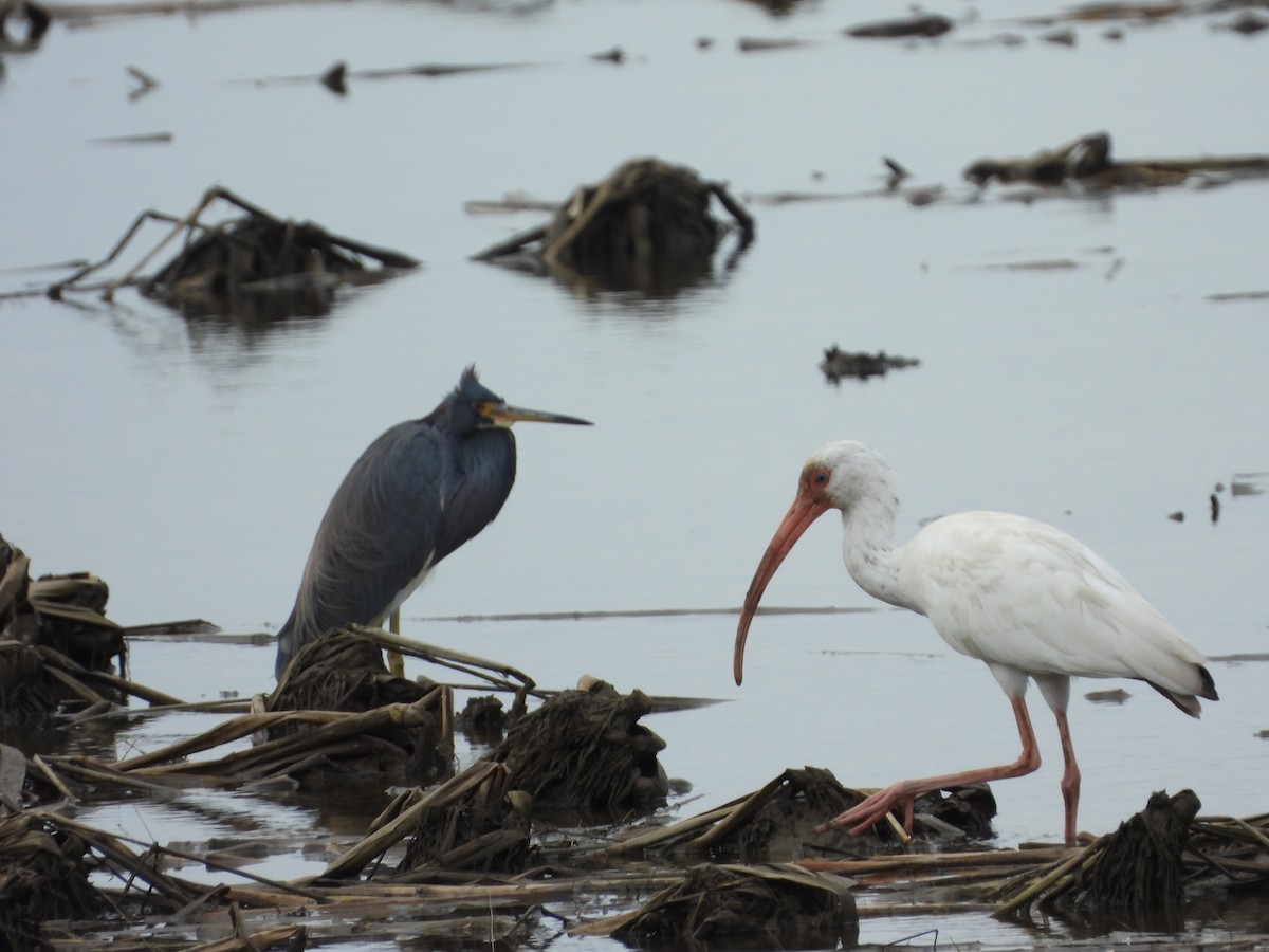 Corocoro Blanco - ML647741735