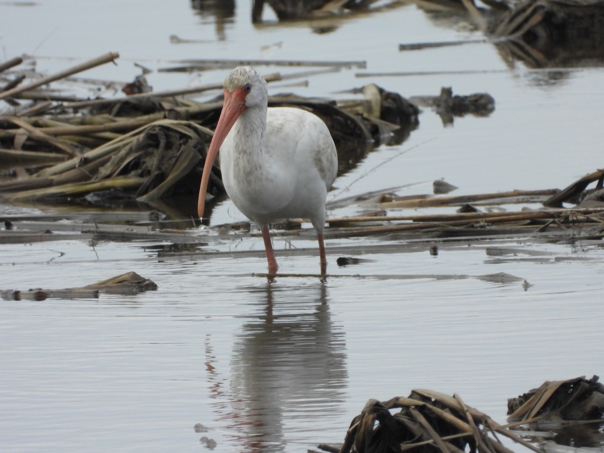 Corocoro Blanco - ML647741736