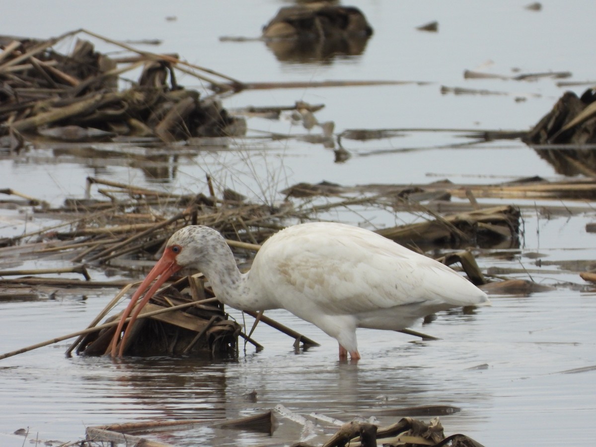 Corocoro Blanco - ML647741737