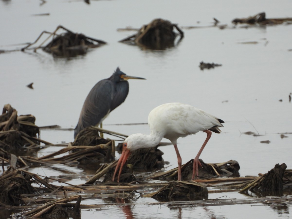 Corocoro Blanco - ML647741738