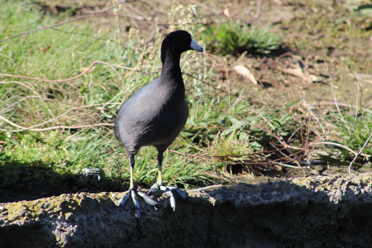 Foulque d'Amérique - ML647741745