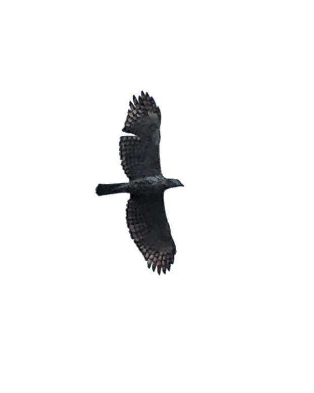 orel proměnlivý - ML647741750