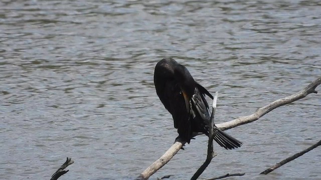 Great Cormorant - ML647741758