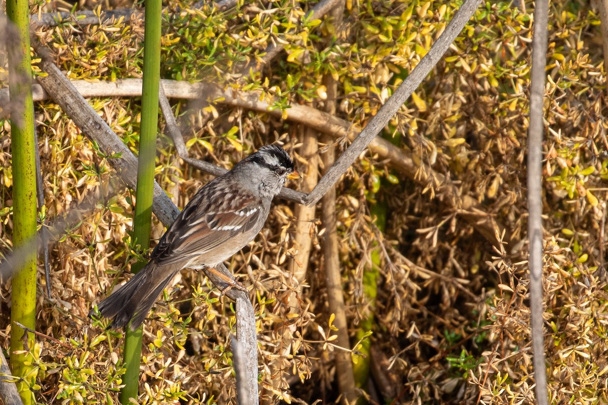 White-crowned Sparrow (Gambel's) - ML647741760