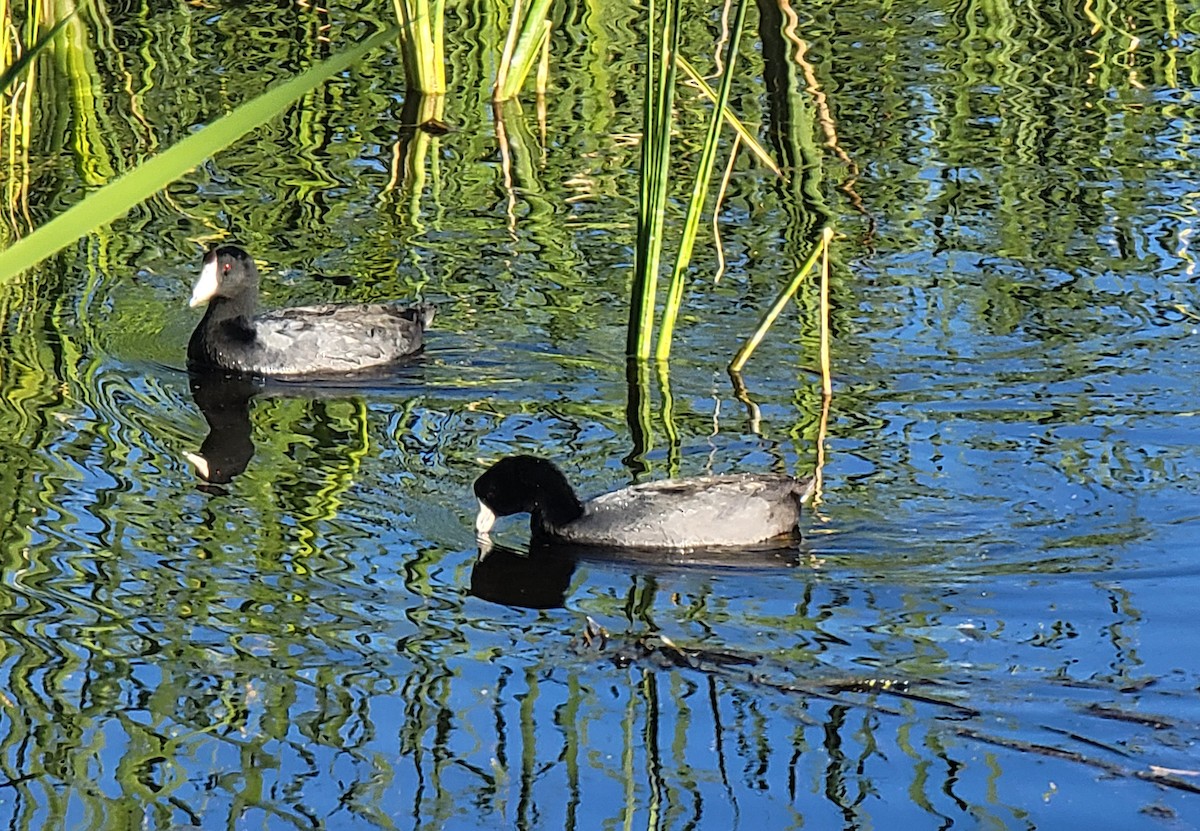 Foulque d'Amérique - ML647741764