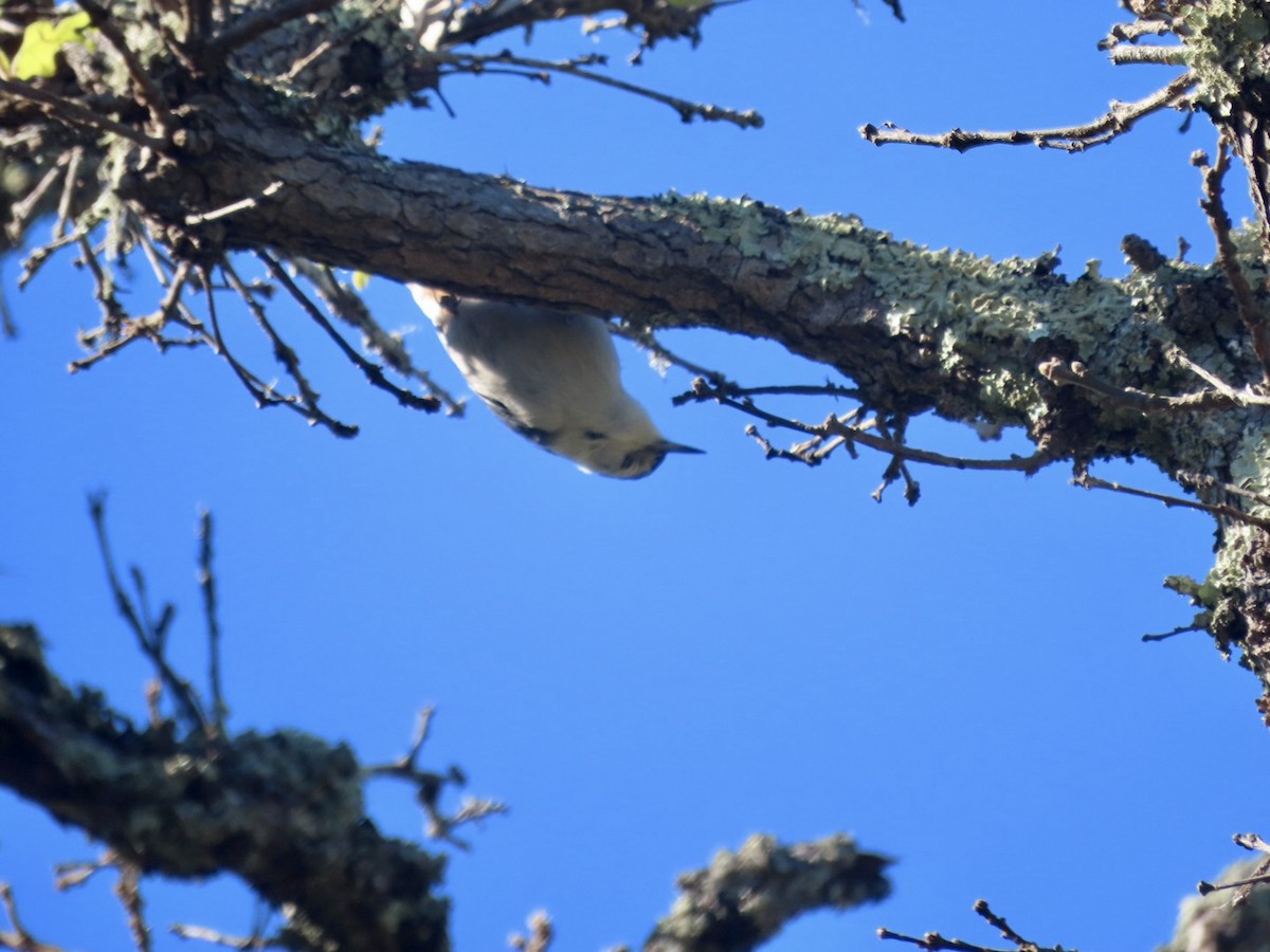 Sittelle à poitrine blanche (aculeata/alexandrae) - ML647741769